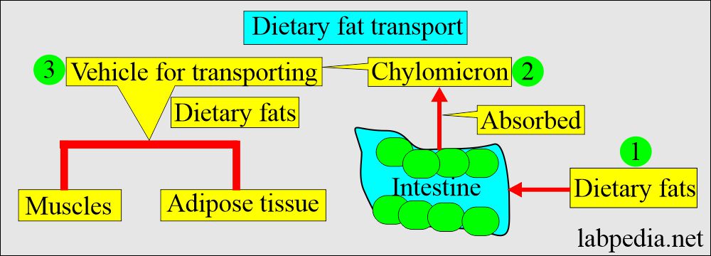 High-Density Lipoprotein (HDL): Dietary Fat absorption 