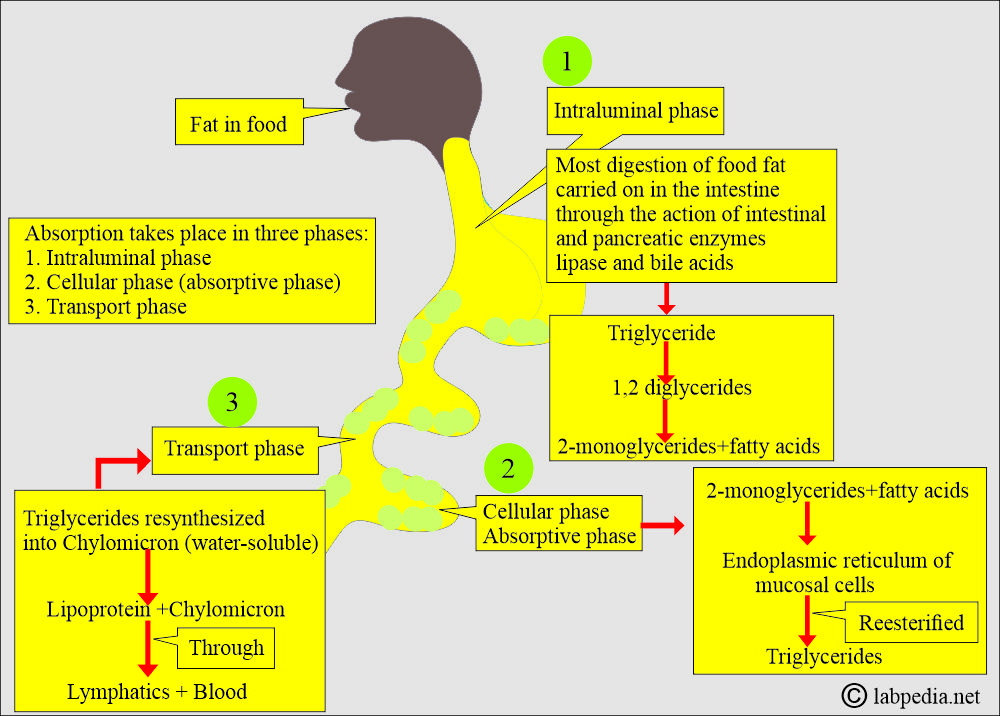 Fat absorption phases Fat absorption phases