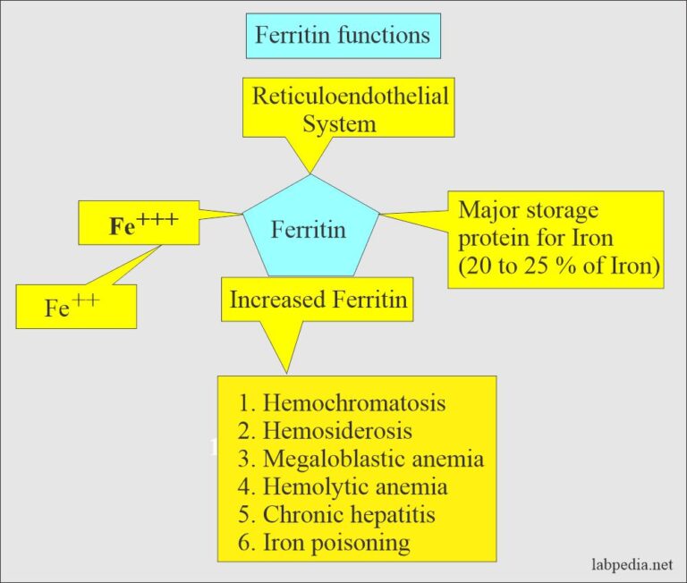 Ferritin (serum Ferritin Level)