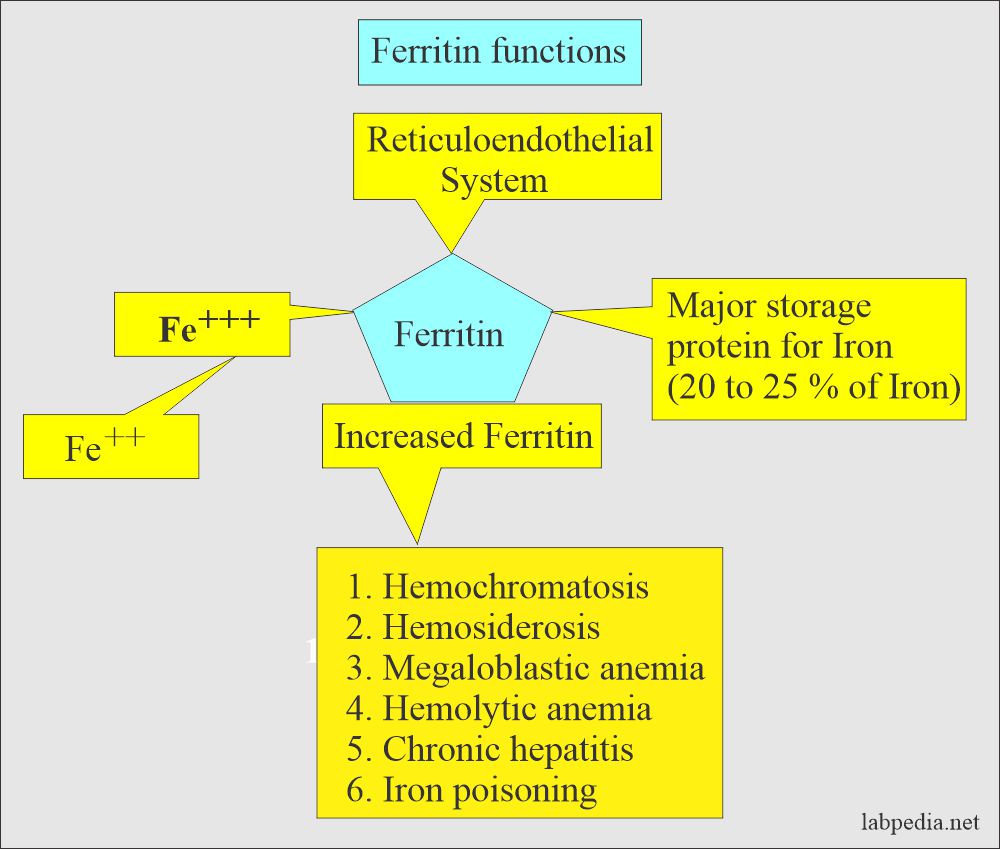 Ferritin functions