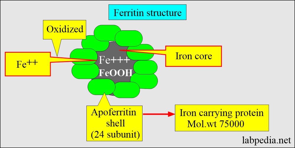 Ferritin structure 