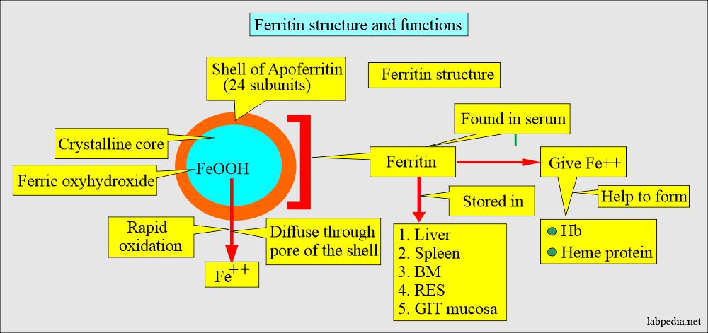 Ferritin structure and functions