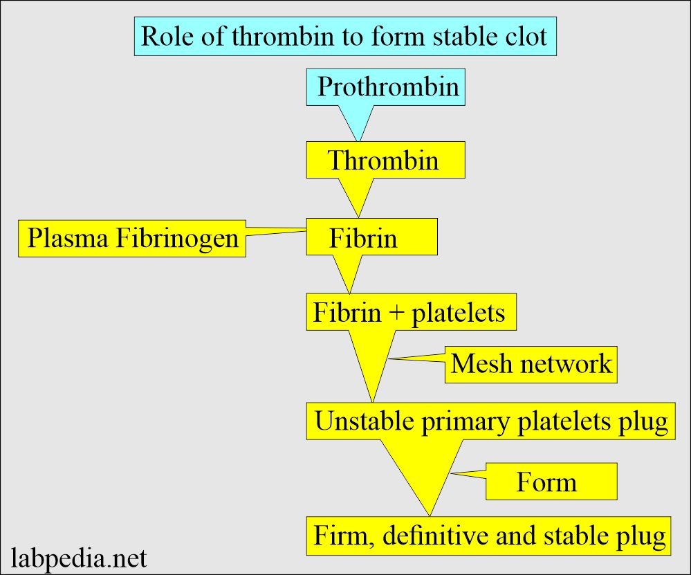 Role of prothrombin to form stable clot