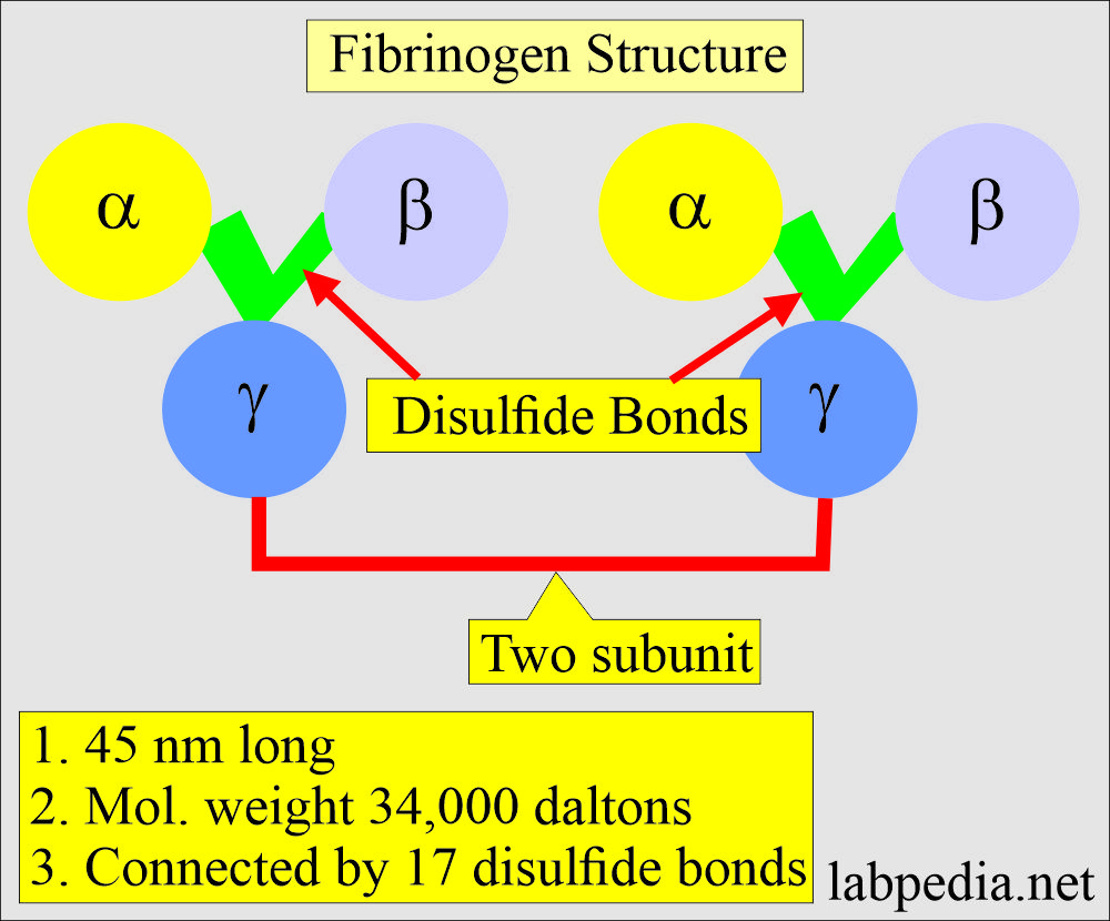 Fibrinogen structure