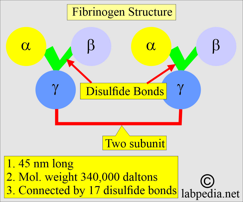 Fibrinogen (Factor 1) structure