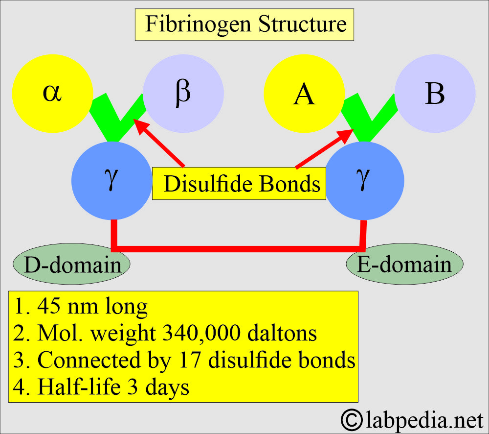 Fibrinogen structure Fibrinogen structure