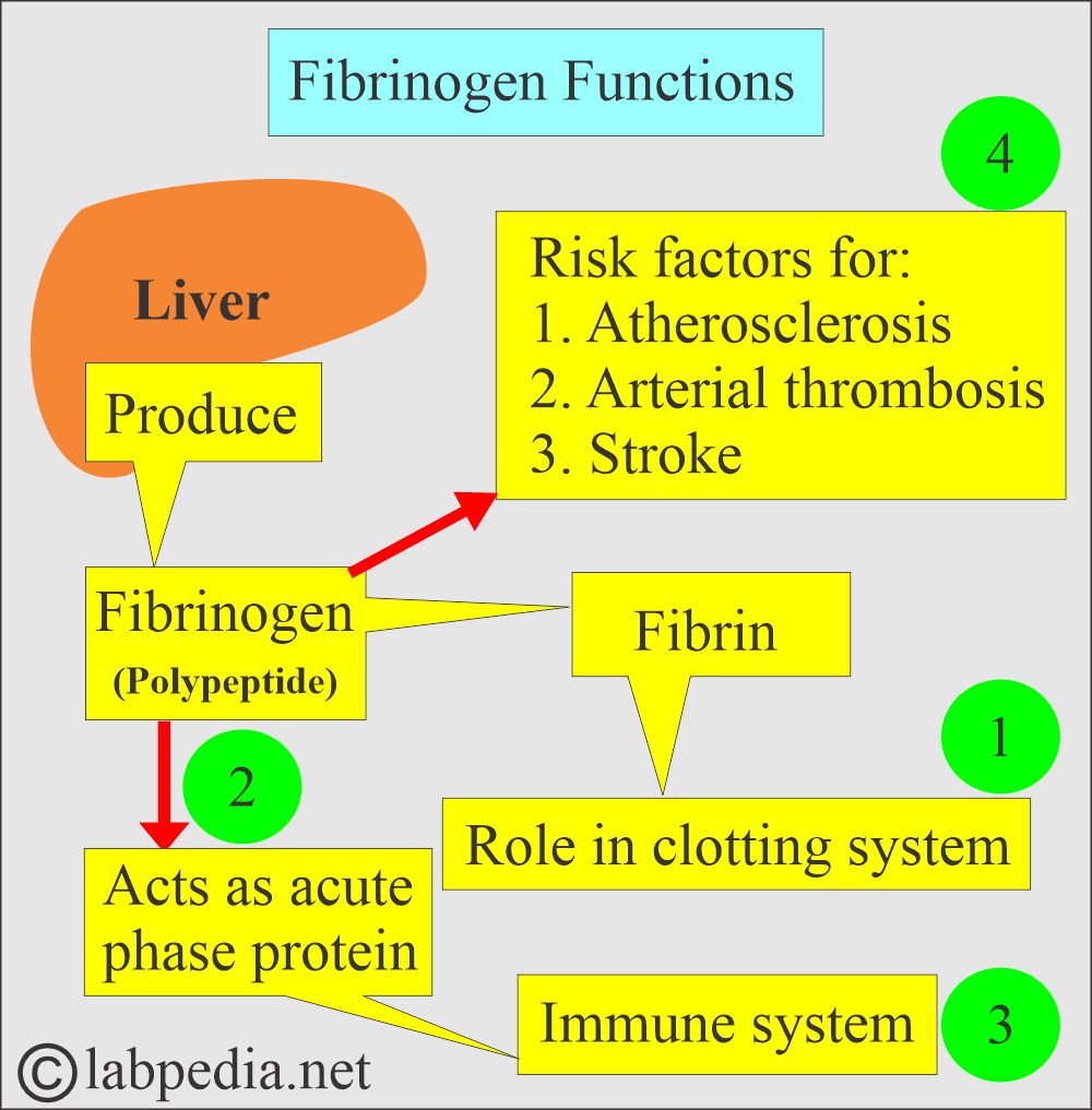 Fibrinogen synthesis and functions Fibrinogen synthesis and functions