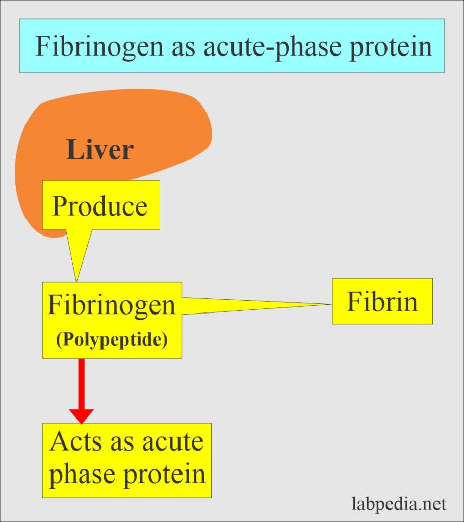 Fibrinogen (Factor 1), Acute Phase Protein
