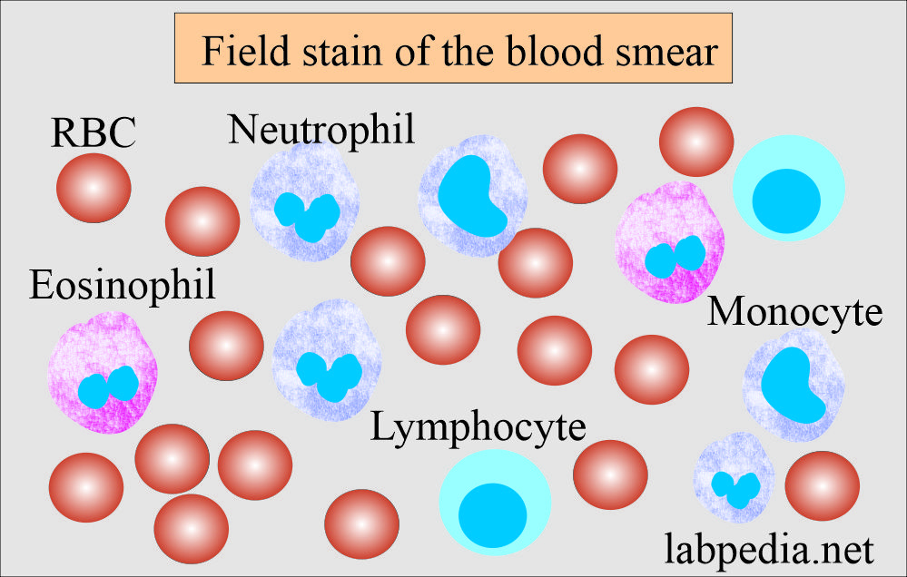Field stain smear