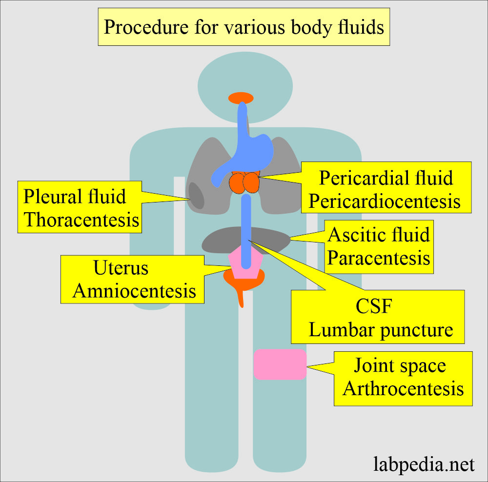 Procedures for various body fluids