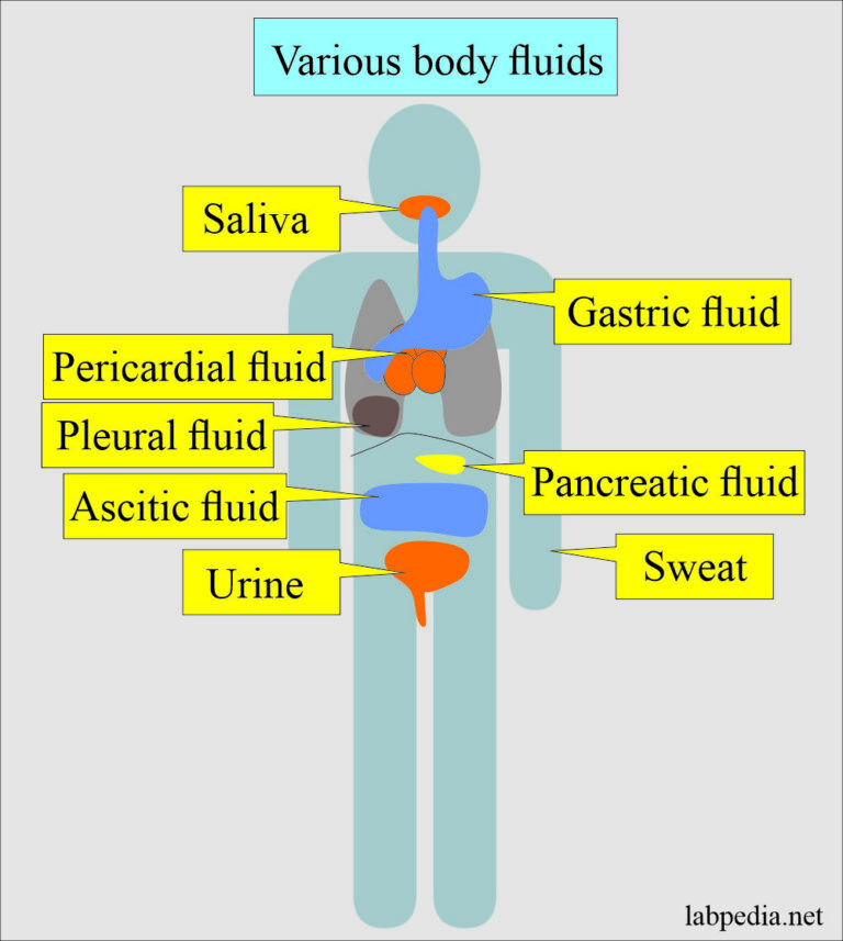 Fluid Analysis, Normal Findings of Various Body Fluids