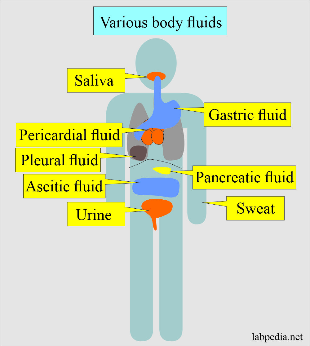 Fluid Analysis Normal Findings Of Various Body Fluids