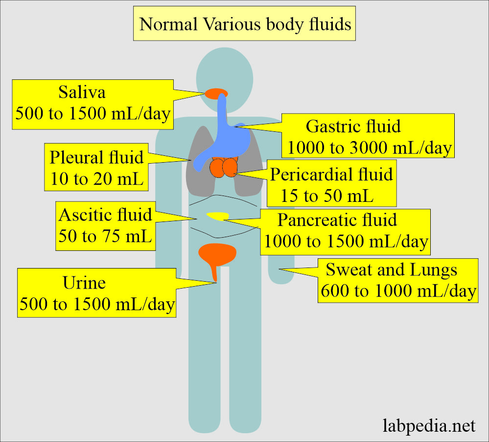 Normal Body Fluids various sites