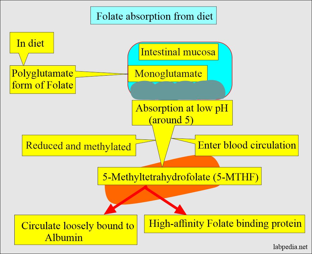 Folate/Folic acid absorption