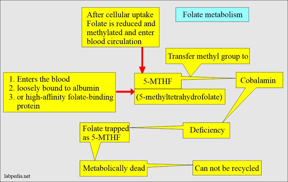 Folic/Folate metabolism