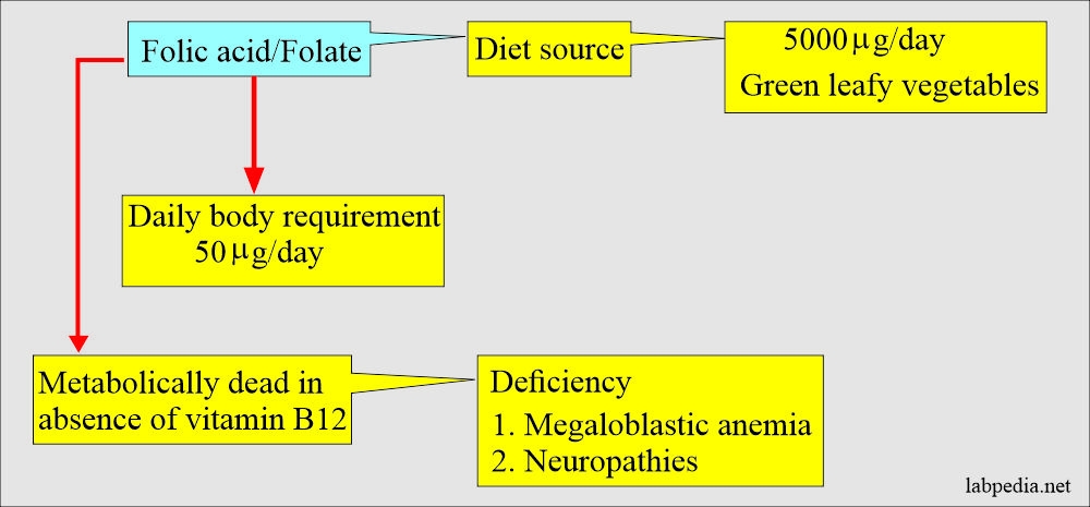 Folic acid source in diet 