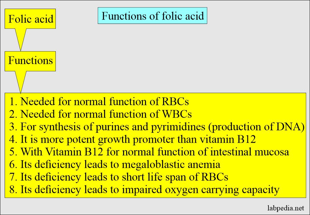 Folic acid functions