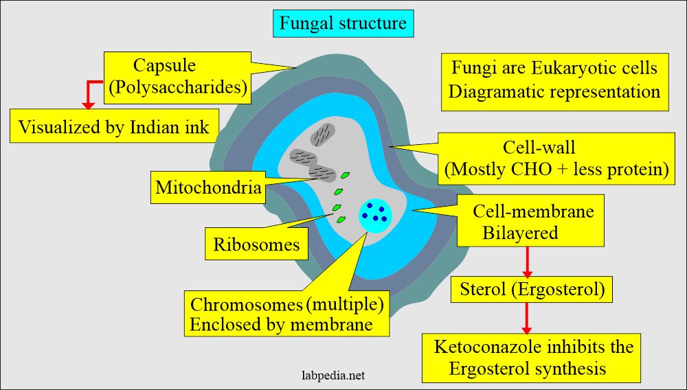 Fungal infections: Fungus structure 
