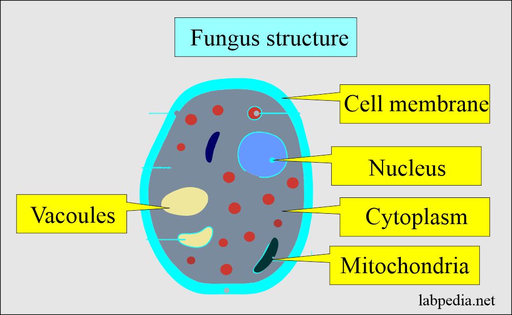 Fungal infections: Fungus structure