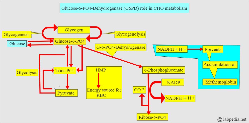 G6PD role in the carbohydrate metabolism G6PD role in the carbohydrate metabolism
