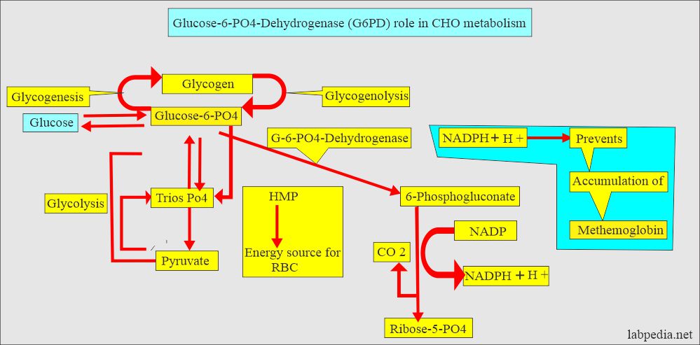 G6PD role in the carbohydrate metabolism