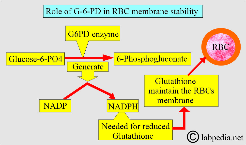 Glucose-6-phosphate Dehydrogenase deficiency (G6PD deficiency): G6PD definition Glucose-6-phosphate Dehydrogenase deficiency (G6PD deficiency): G6PD definition