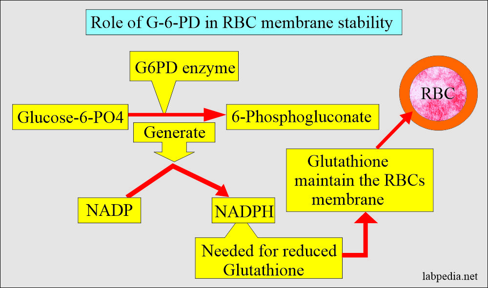 G-6-PD role in the stability of the RBC membrane