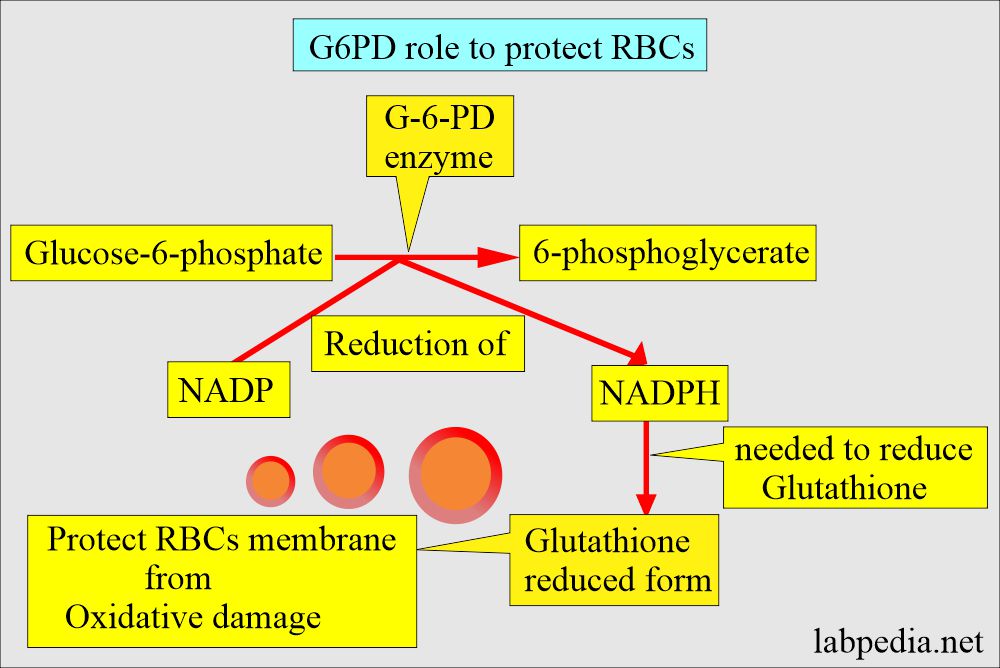 Glucose-6-phosphate Dehydrogenase deficiency: G6PD role for protection of the RBCs