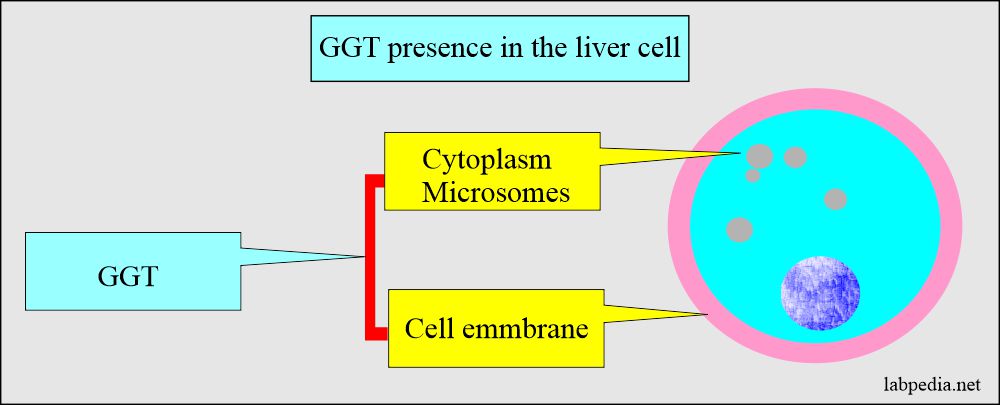 Gamma-glutamyltransferase (GGT): GGT distribution in the cell