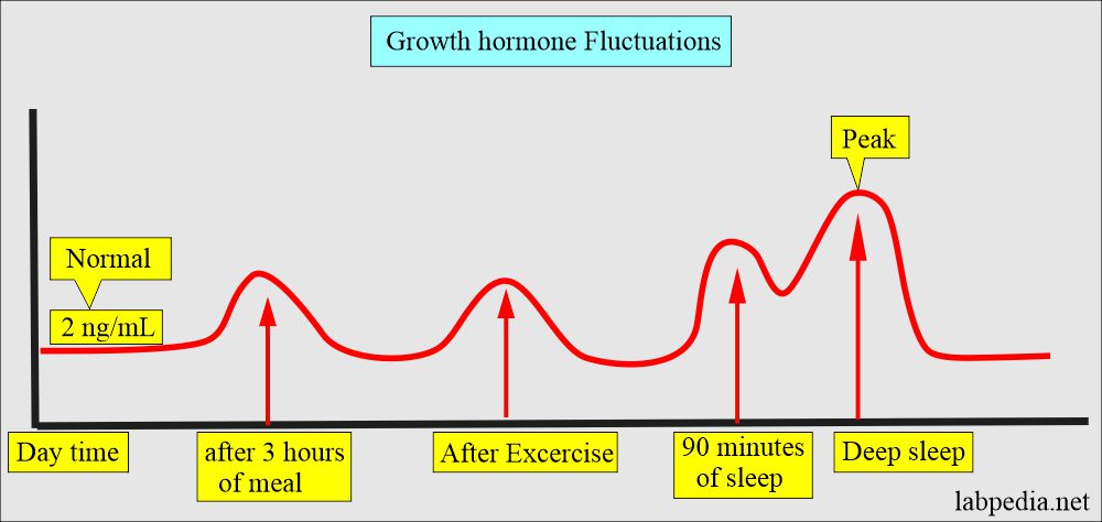 Growth Hormone fluctuations