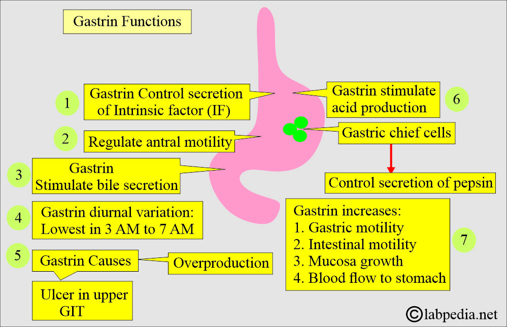 Gastrin functions Gastrin functions