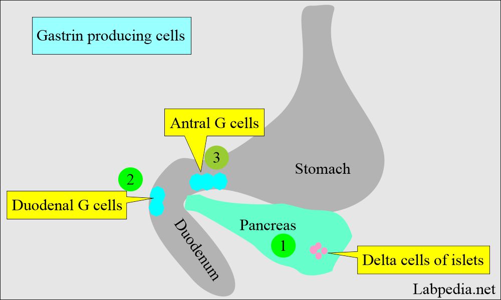 Gastrin producing cells