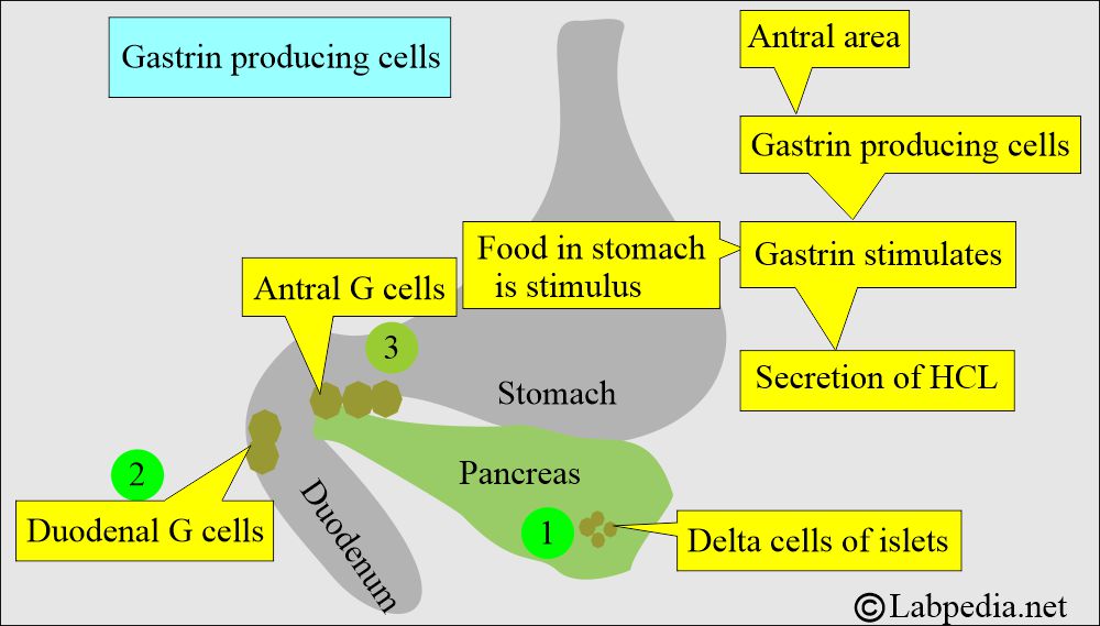 Gastrin producing cells Gastrin producing cells