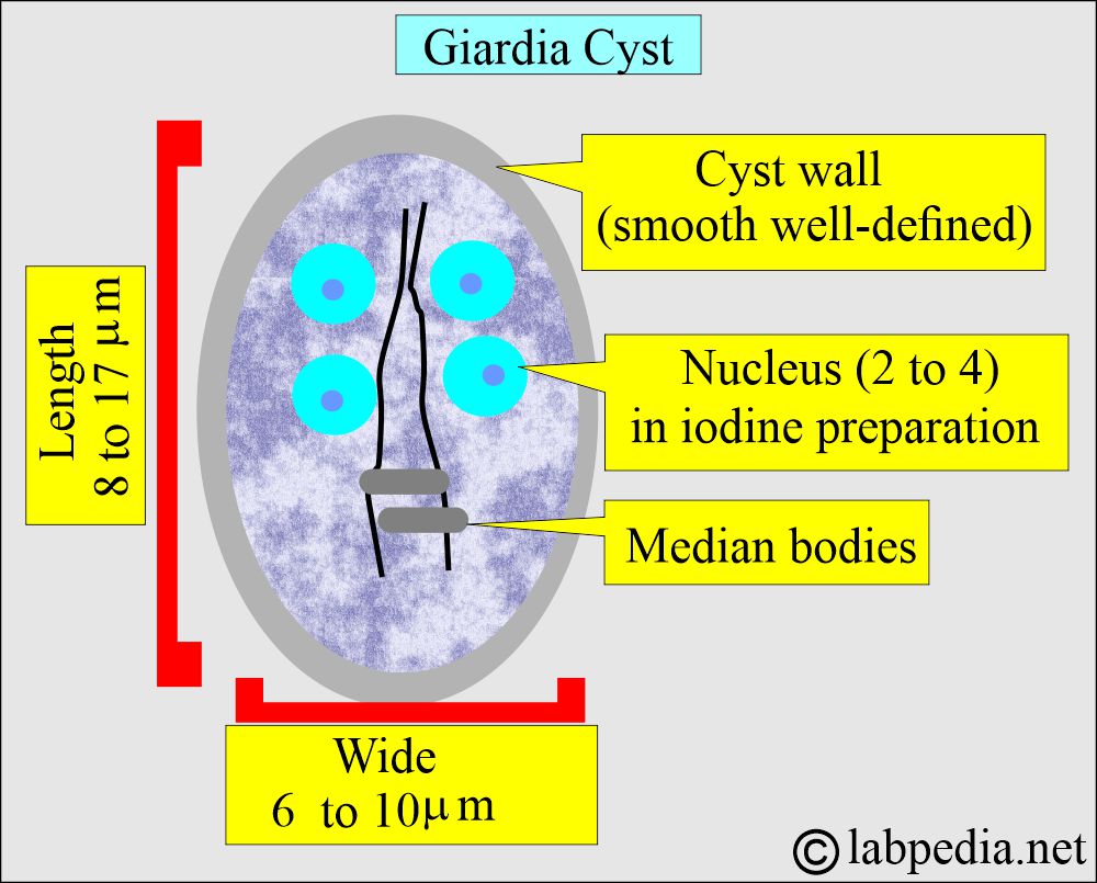 Giardia Lamblia cyst