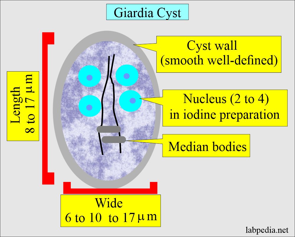 Giardia Lamblia, Life Cycle and Diagnosis