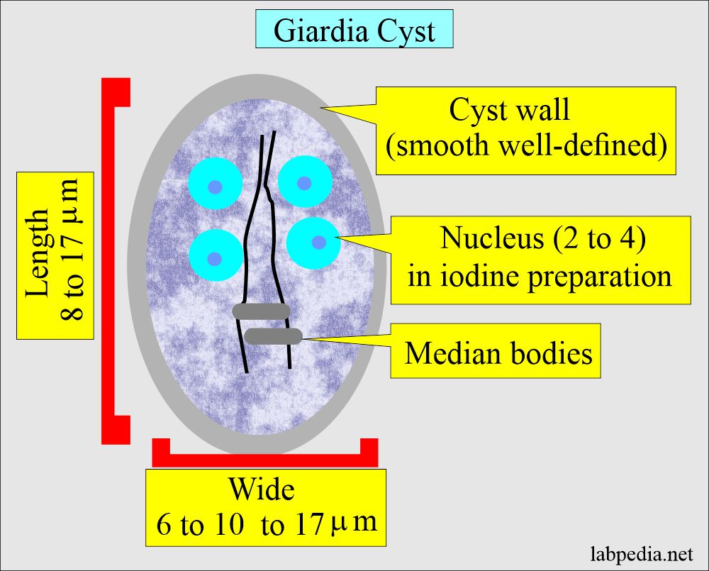 giardia lamblia life cycle