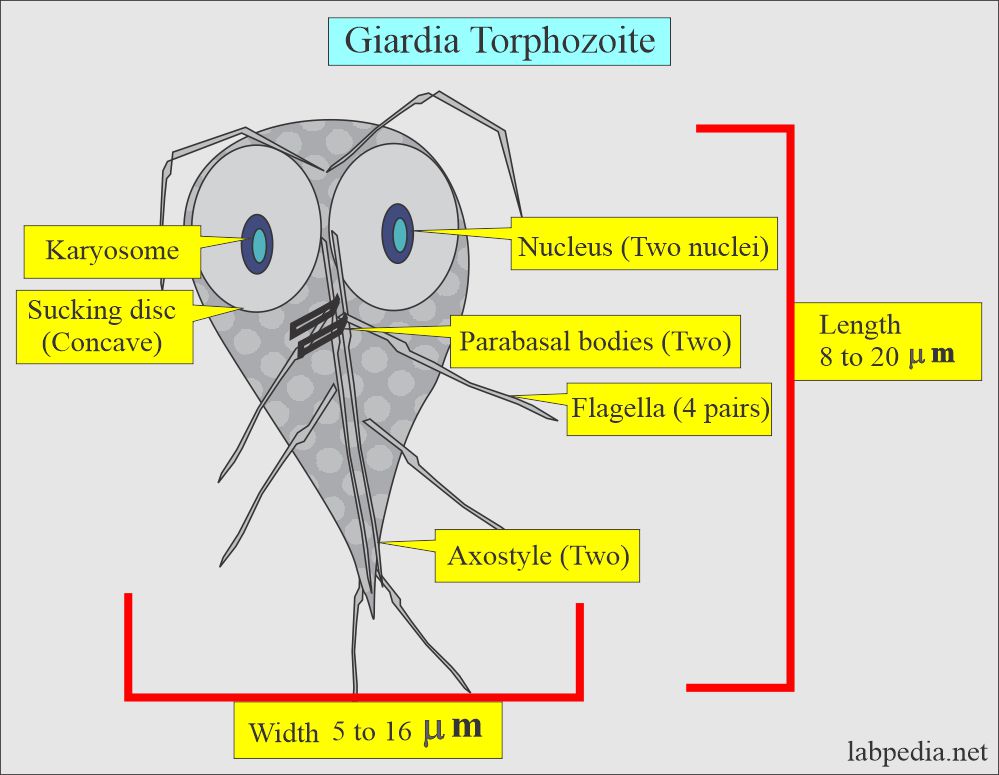 Giardia Lamblia trophozoite 