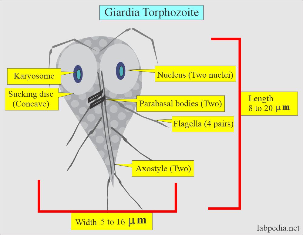 Common parasites: Giardia trophozoite 