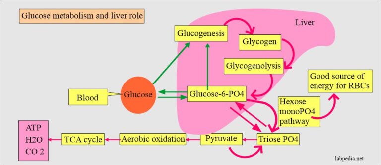 Diabetes mellitus: Carbohydrate and glucose metabolism