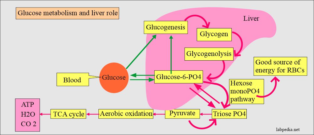 Glucose metabolism and role of liver