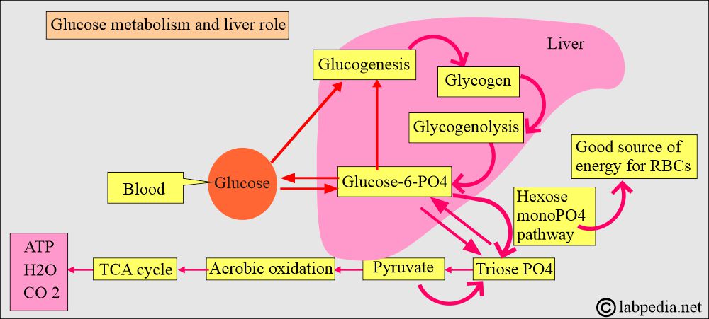 Glucose metabolism and role of liver Glucose metabolism and role of liver