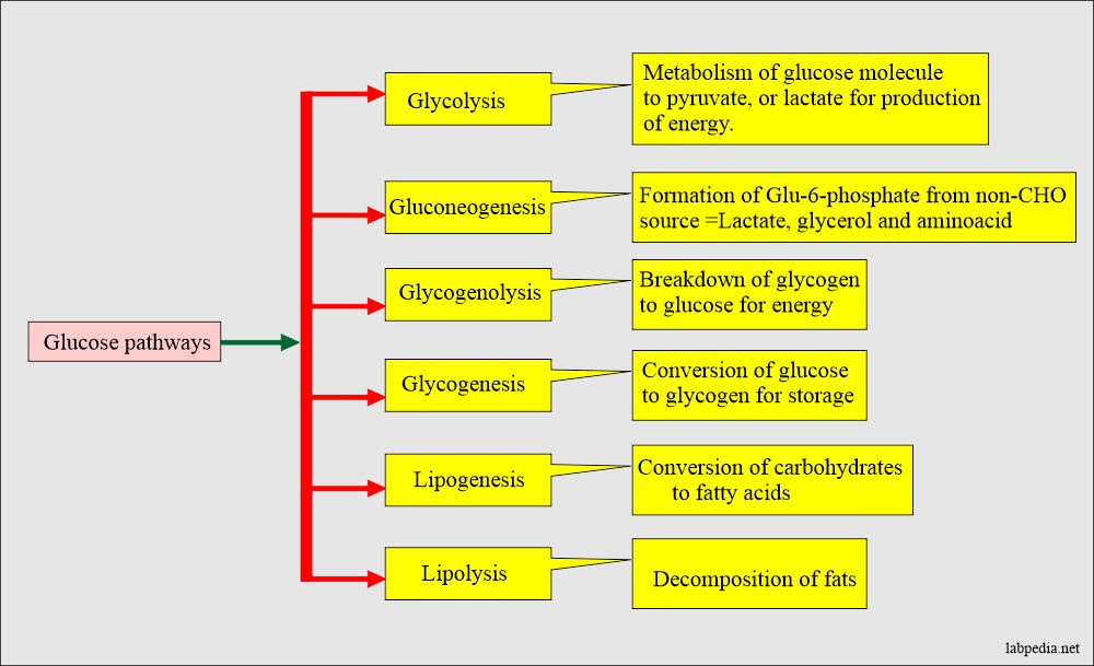 Possible Glucose metabolic pathways