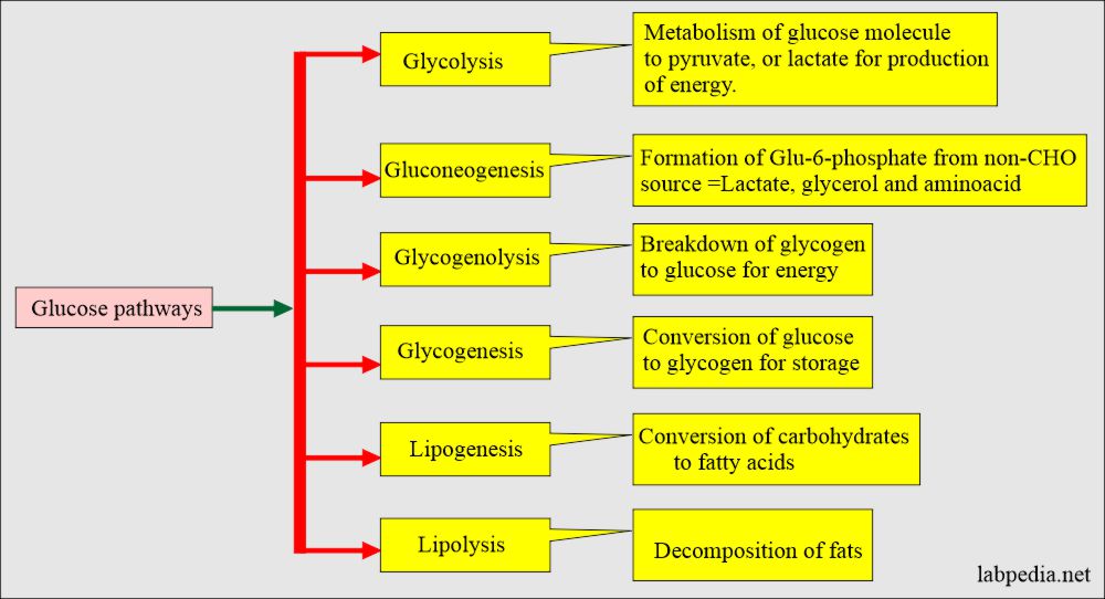 Carbohydrate and Glucose Metabolism: Glucose pathways/metabolism