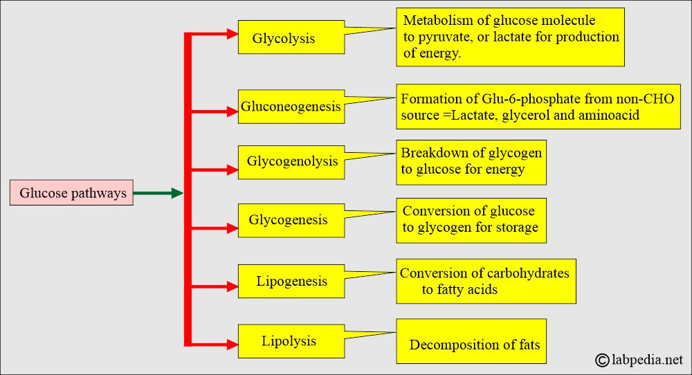 Glucose pathways Glucose pathways