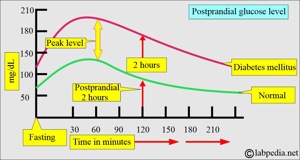 Glucose postprandial and Diabetes mellitus curves