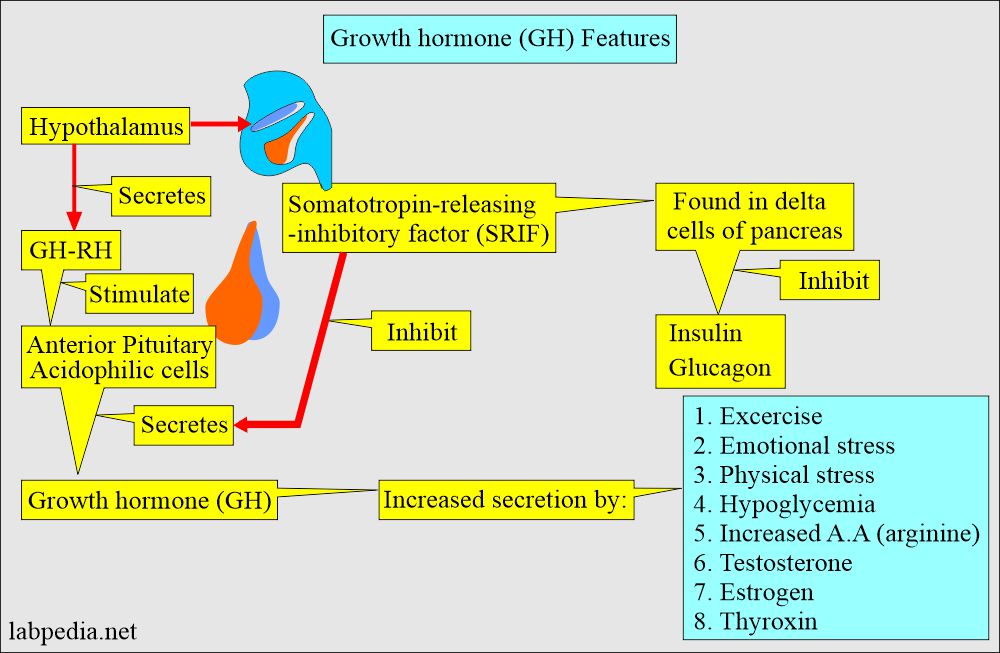 Growth hormone production