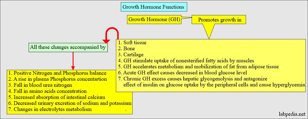Growth hormone functions