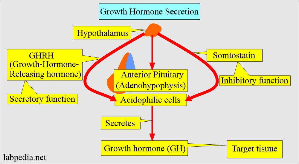 Growth hormone secretion/inhibition
