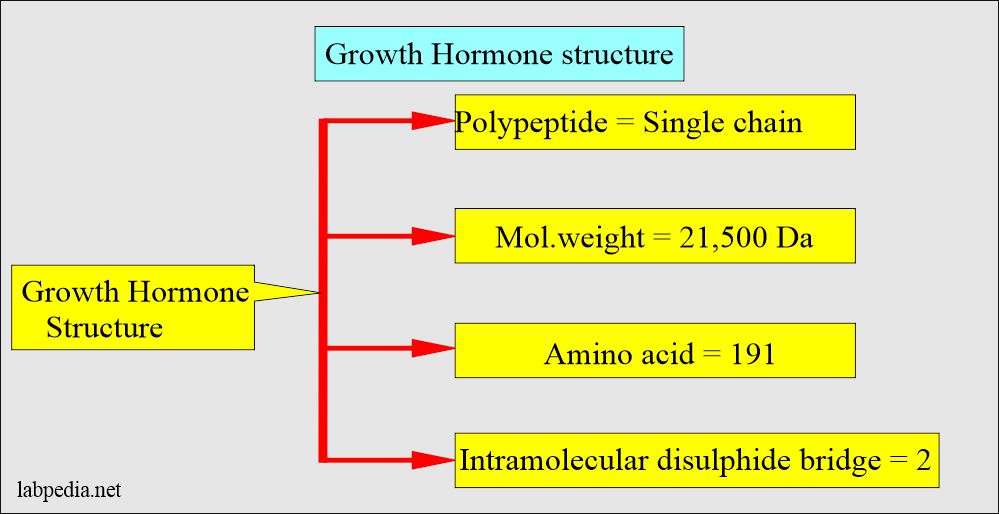 Growth Hormone (GH), Somatotropin Hormone, Acromegaly