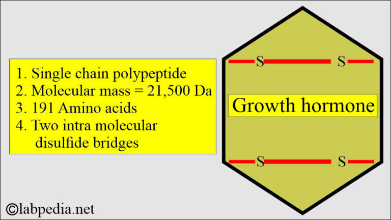 Growth Hormone (GH), Acromegaly - Labpedia.net